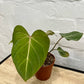 Philodendron gloriosum 120mm