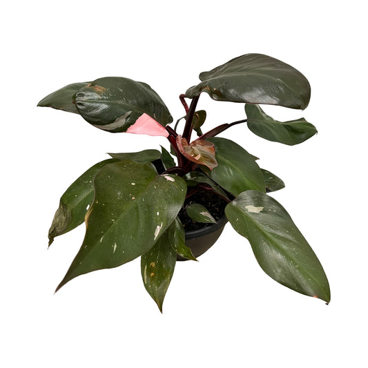 Philodendron ‘Pink Princess'