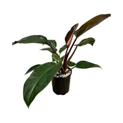 Philodendron ‘Rojo Congo’