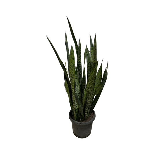 Sansevieria Snake Plant