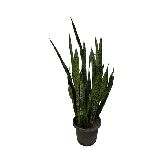 Assorted Sansevieria Snake Plant- Green