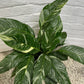 Spathiphyllum 'Domino' variegata 'Variegated Peace Lily'