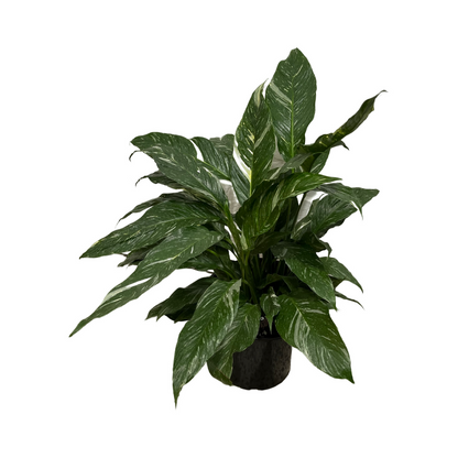 Spathiphyllum 'Domino' variegata 'Variegated Peace Lily'