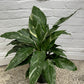 Spathiphyllum 'Domino' variegata 'Variegated Peace Lily'