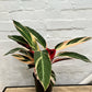Stromanthe sanguinea 'Tricolour'
