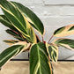 Stromanthe sanguinea 'Tricolour'