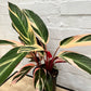 Stromanthe sanguinea 'Tricolour'