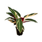 Stromanthe sanguinea 'Tricolour'