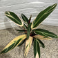 Stromanthe sanguinea 'Tricolour'