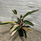 Stromanthe sanguinea 'Tricolour'