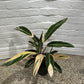 Stromanthe sanguinea 'Tricolour'