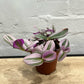 Tradescantia nanouk 'Spiderwort'