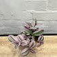 Tradescantia nanouk 'Spiderwort'