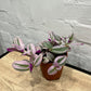 Tradescantia nanouk 'Spiderwort'