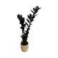 Zamioculcas zamiifolia 'Zanzibar Gem Raven' w/ Cement Pot 120mm