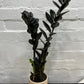 Zamioculcas zamiifolia 'Zanzibar Gem Raven' w/ Cement Pot 120mm