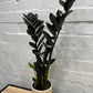 Zamioculcas zamiifolia 'Zanzibar Gem Raven' w/ Cement Pot 120mm