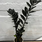 Zamioculcas zamiifolia 'Zanzibar Gem Raven' w/ Cement Pot 120mm