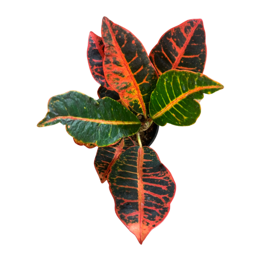Croton 'Gold Dust'