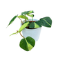 Philodendron 'Brasil' 120mm