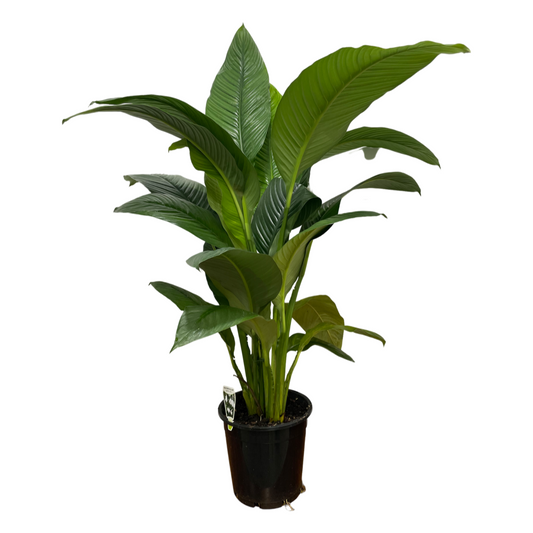Assorted Spathiphyllum 'Peace Lily' Giant Sensation/Blue Moon
