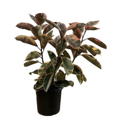 Ficus Elastica Rubber Tree ‘Ruby’