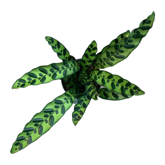 Calathea Insignis
