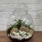 Terrarium $139