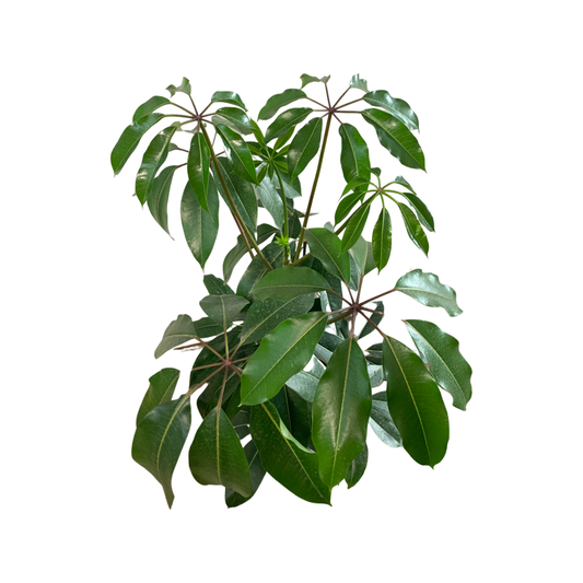 Assorted Tupidanthus Calyptratus Umbrella
