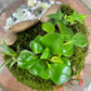 Terrarium $139