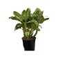 Dieffenbachia ‘Tiki’