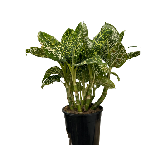 Dieffenbachia ‘Tiki’
