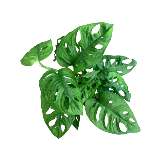 Monstera Adansonii 'Monkey Mask'