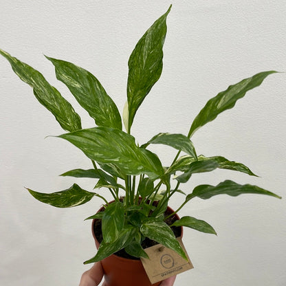Spathiphyllum 'Domino' variegata 'Variegated Peace Lily'