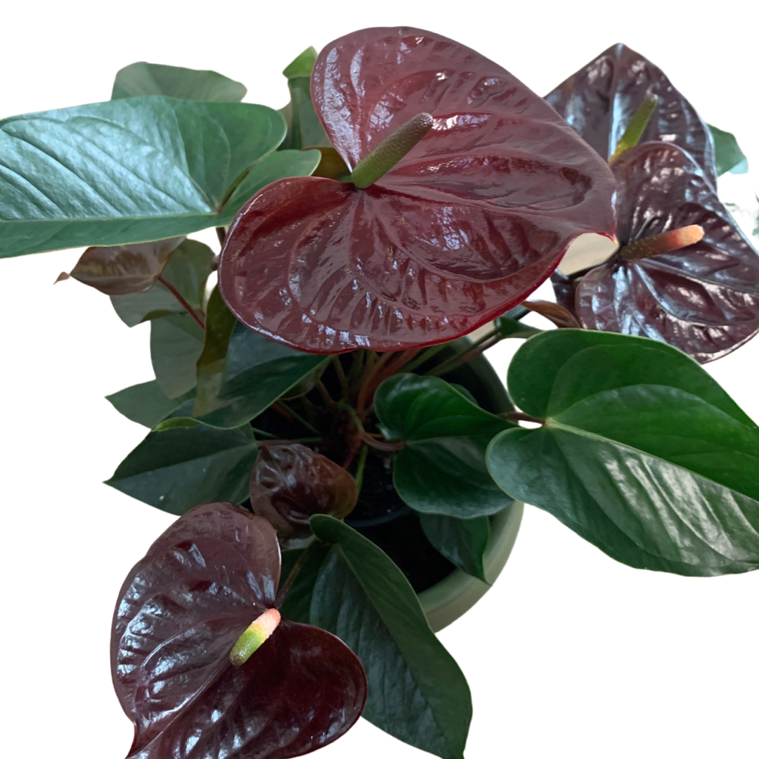 Anthurium Black Beauty Plant.addicts.anonymous