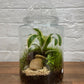 Terrarium $169