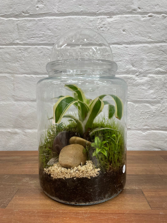 Terrarium $169