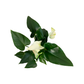 Anthurium 'White Beauty'