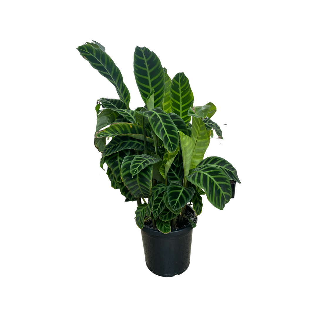 Calathea Zebrina