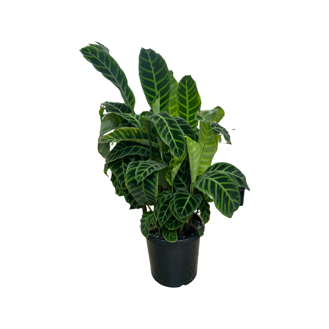 Calathea 'Zebrina'