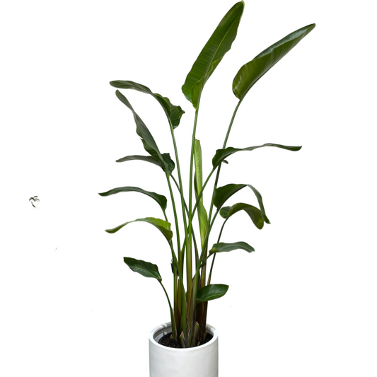 Assorted Strelitzia Nicolai - Bird of Paradise