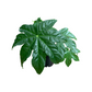 Fatsia japonica 'Japanese Aralia'