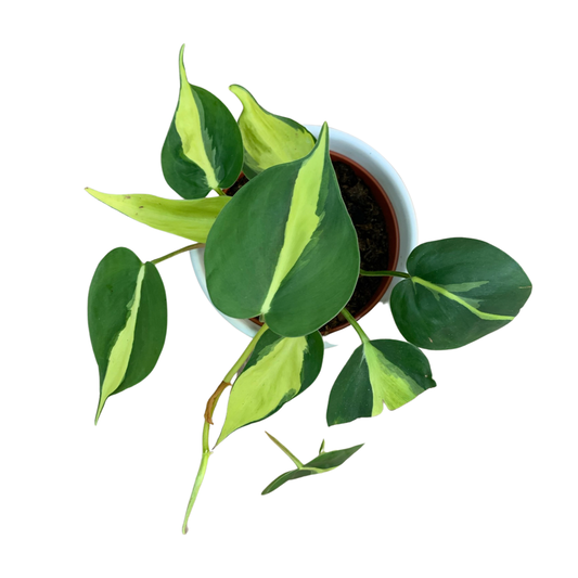 Philodendron ‘Brasil’