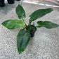 Philodendron Imperial Green